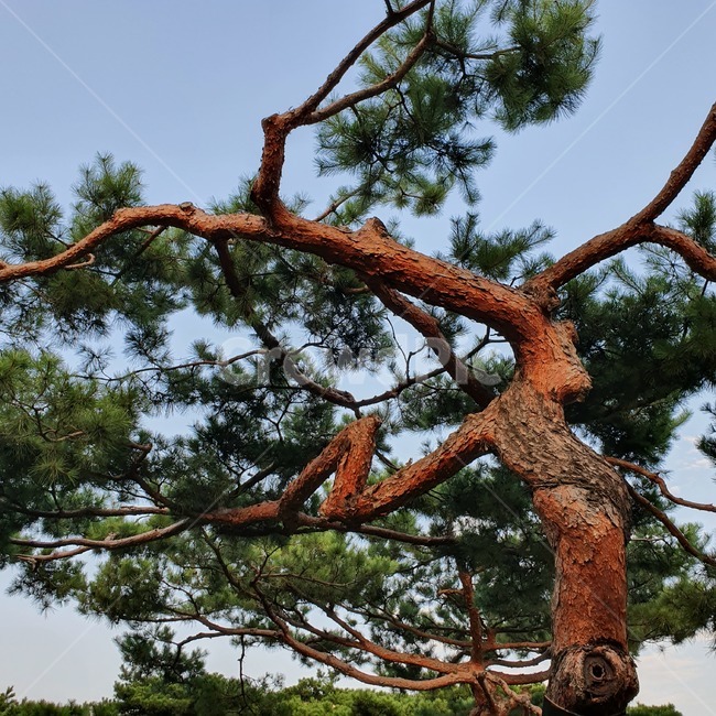 plant,식물,tree,나무,treetrunk,나무줄기,소나무