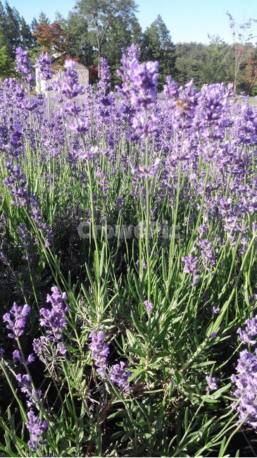 고성,라벤더축제,고성라벤더축제,라벤더,꽃축제