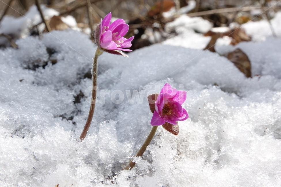 노루귀,야생화,꽃,봄,계곡,겨울,계절,winter,season,식물,자연,plants,nature,꽃,flower