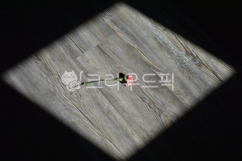 꽃,분홍색,봄,따뜻함,고요함,아늑함,창문틈,햇살,인테리어,한송이,외로움,희망,조용함,식물,flower,pink,warm,cozy,spring,sunshine,위에서,마름모,바닥,마루,나무바닥,회색