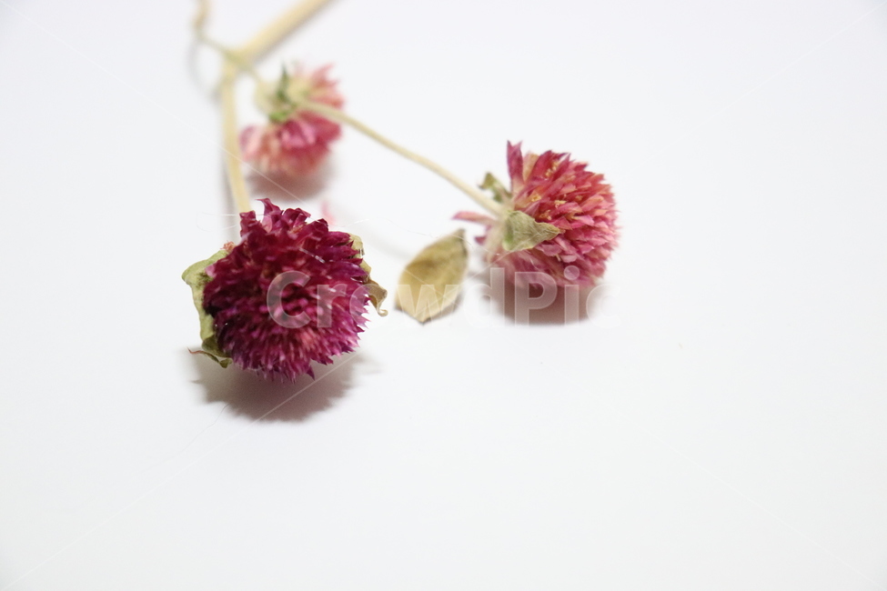천일홍,장미,미니장미,꽃,드라이플라워,말린꽃,식물,자연,plants,nature,꽃,flower