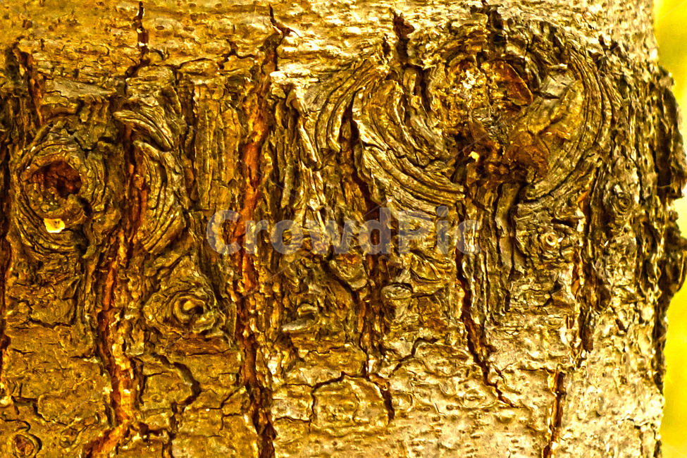 나무,배경,무늬,패턴,나이테,텍스처,질감,패턴,texture,pattern