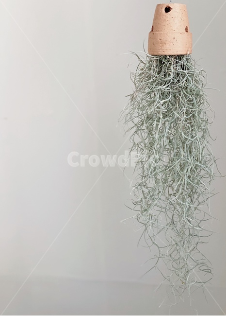 수염틸란드시아,봄,틸란,감성사진,감성,틸란드시아,실내식물,미세먼지먹는식물,미세먼지,봄식물,가정식물,거실식물