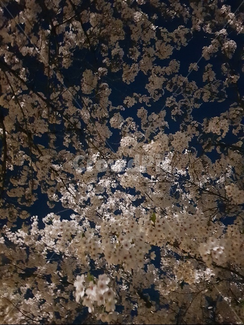 벚꽃,밤벚꽃,봄,봄꽃,꽃