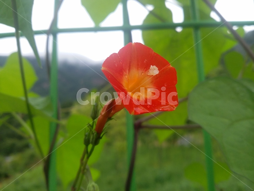 꽃,식물,plant,flower,자연,식물,자연,plants,nature