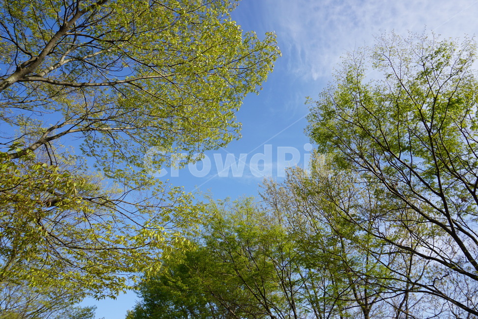 봄,새싹,하늘,나무,새잎,연두색,봄하늘,spring,tree,자연,풍경,nature,landscape,식물,plants,나무,trees,wood,plant,tree trunk,나무 줄기