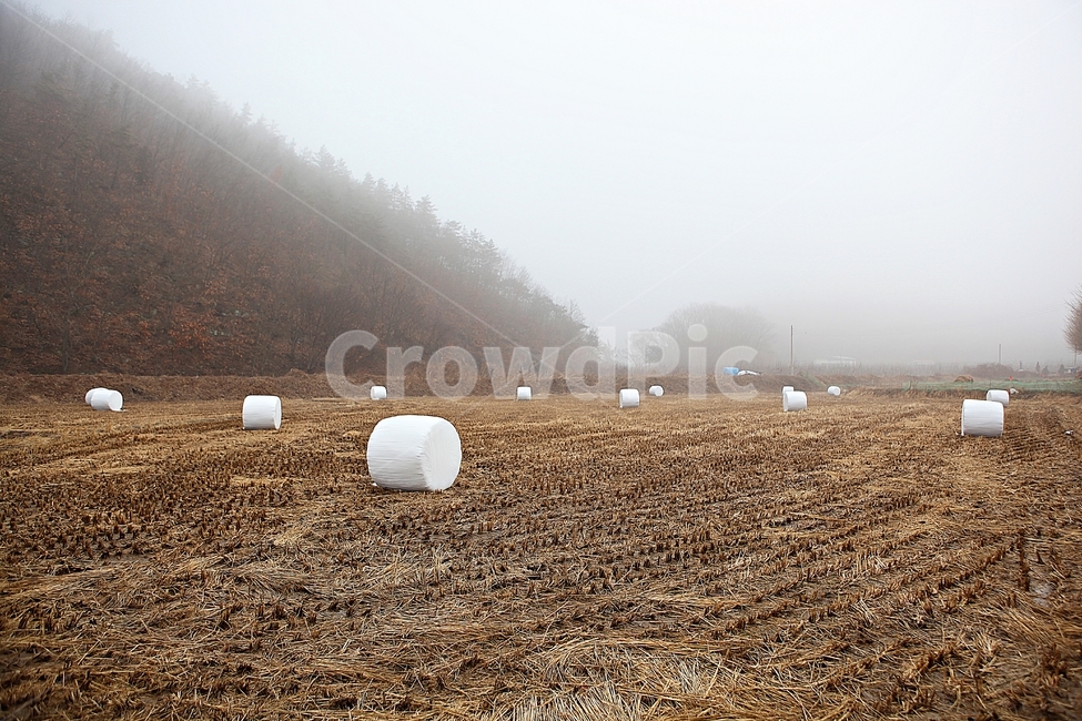 짚,사료,논,볏짚,짚둥치,식물,자연,풍경,겨울,농업,산업,industry,industrial,농업,농사,agriculture,farming,farming industry