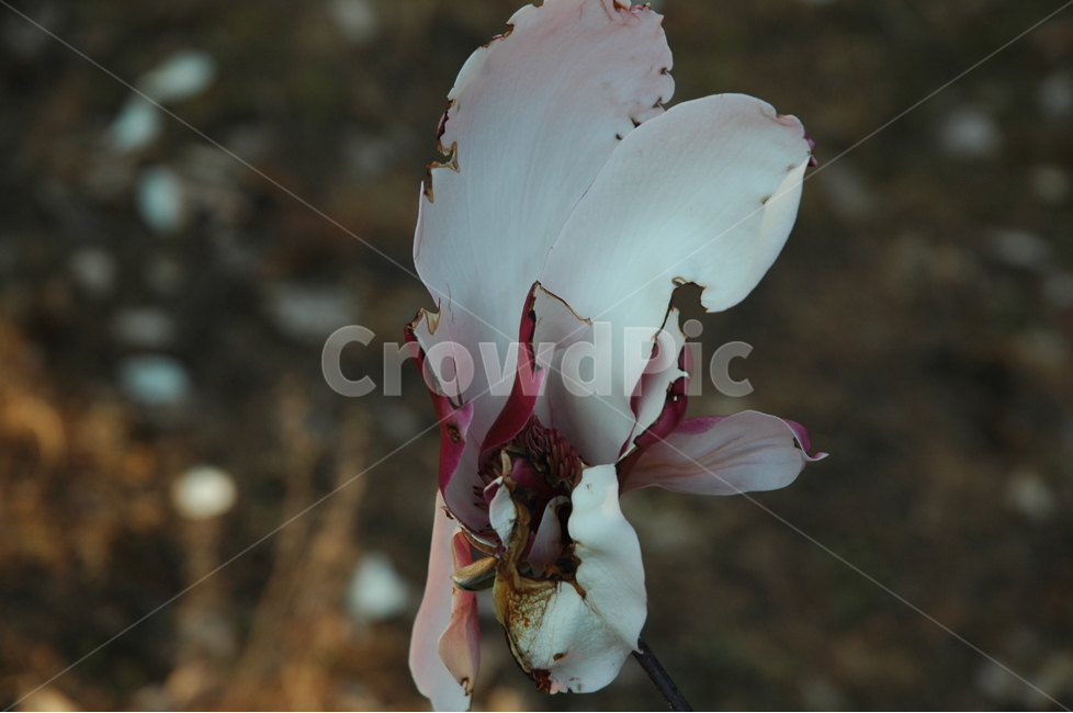 자목련,목련,목련의최후,꽃,magnolialiliifloradesr,식물,자연,plants,nature,꽃,flower