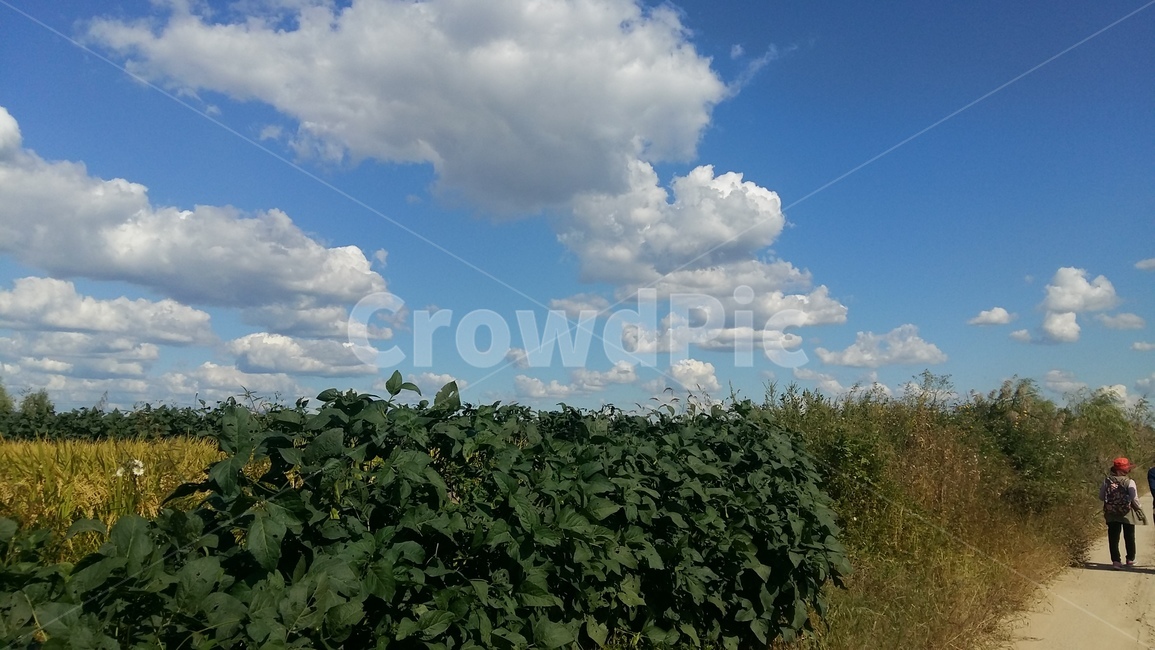 구름,들판,하늘,가을하늘,흰구름,자연,풍경,nature,landscape,weather,날씨,outdoors,옥외,cloud,cumulus,적운,sky