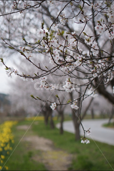 수선화,벚꽃,노랑,봄,초록,흐림,풍경,봄,계절,spring,season,식물,자연,plants,nature,꽃,flower,plant