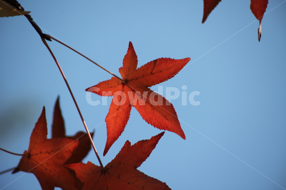 단풍,미국풍나무,가을,liquidambarstyraciflua,sweetgum,가을,계절,fall,autumn,season,plant,식물,leaf,잎,tree,나무,maple