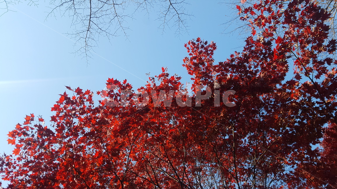 landscape,autumn,autumnlandscape,가을풍경,단풍,단풍놀이,소요산,소요산단풍,하늘,단풍나무,가을,계절,fall,autumn,season,leaf,잎,plant,식물,tree,나무,maple