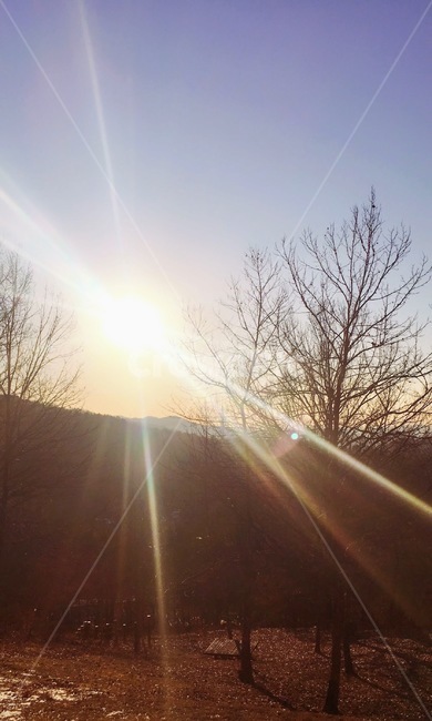 햇빛,나무,흙,자연,눈부신태양,자연,풍경,nature,landscape,light,빛,flare,플레어
