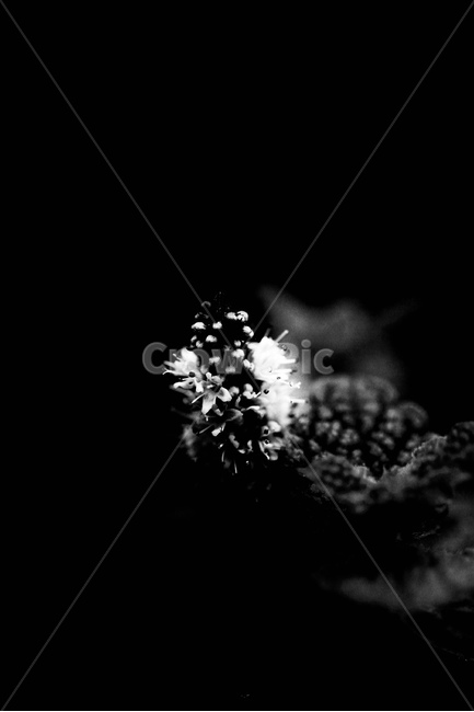 허브꽃,접사,흑백,민트꽃,꽃,식물,자연,plants,nature,꽃,flower,흑백,모노톤,monochrome,black and white