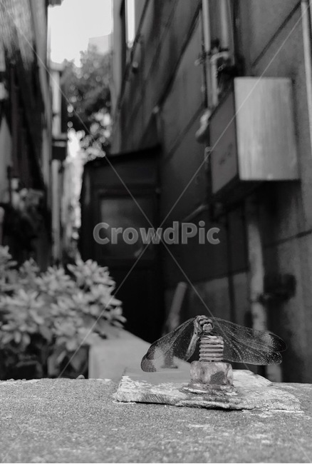 잠자리,흑백,blackandwhite,곤충,dragonfly,쉼터,insect,곤충,벌레,insect,bug,흑백,모노톤,monochrome,black and white