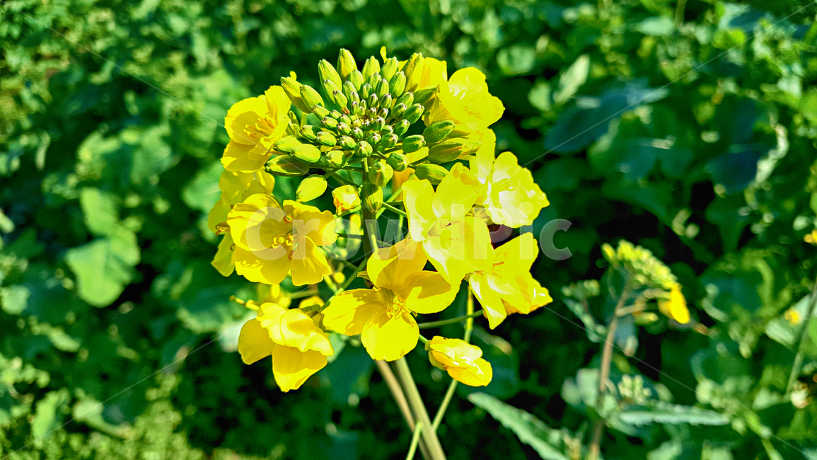 유채꽃,유채,꽃,flower,blossom,식물,plant,식물,자연,plants,nature,꽃,flower