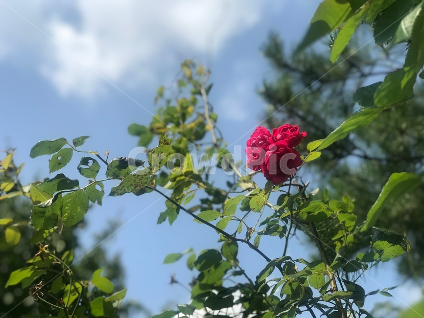 flower,rose,장미,행복,꽃