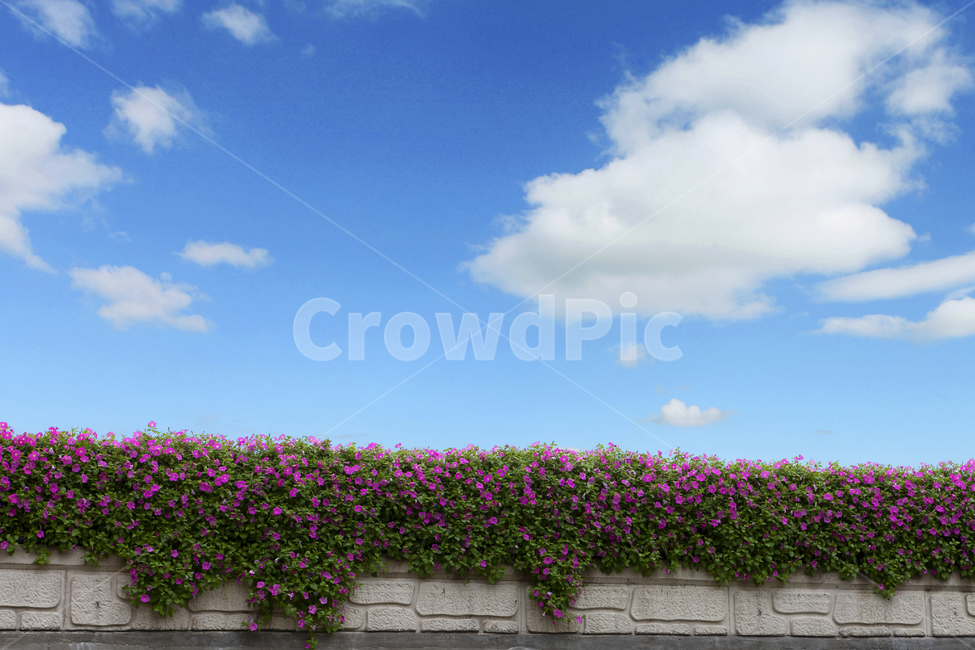 하늘,꽃,조경,길,담벼락,자연,풍경,nature,landscape,식물,plants,꽃,flower,walkway,보도,path,통로,geranium,제라늄,plant,blossom