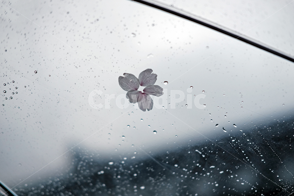 비,벚꽃,rain,우산,꽃잎,꽃,비오는날,우중,빗방울,봄,계절,spring,season,꽃,flower,비,비오는날,rain,rainy,droplet,작은 물방울