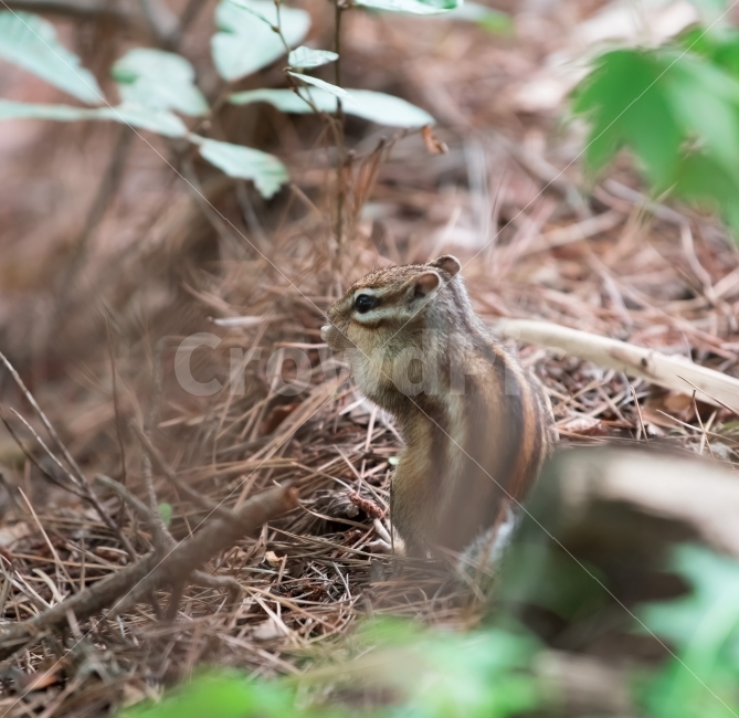 다람쥐,동물,산짐승,귀염,숲,요정,귀요미,동물,animal,포유류,mammal
