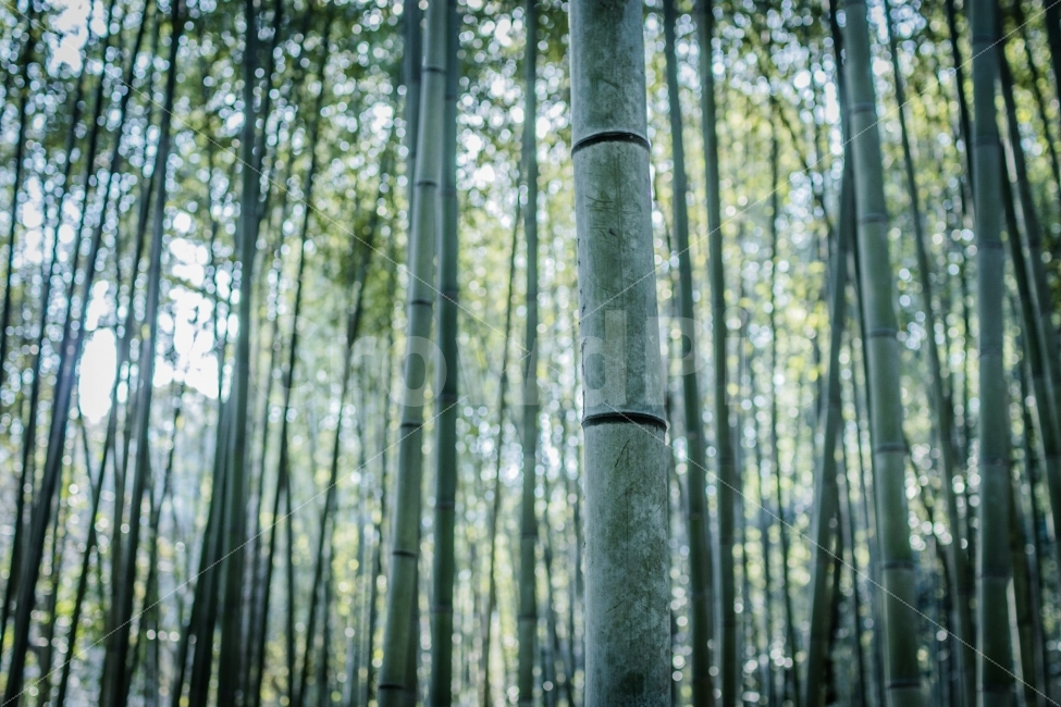 대나무,숲,자연,감성,나무,자연,풍경,nature,landscape,식물,plants,감성,sensible,feeling,plant
