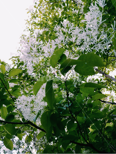 꽃,나무,초록,여름,나뭇잎,감성,나무밑,자연,풍경,nature,landscape,계절,summer,season,휴식,힐링,rest,relaxation,healing,식물,plants,식물,자연,plants,nature,꽃,flower