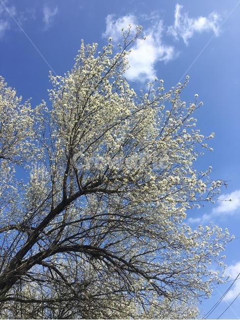 꽃,나무,하늘,구름,봄,감성,flower,tree,sky,cloud,spring,mood,봄,계절,spring,season,식물,자연,plants,nature,꽃,flower,plant