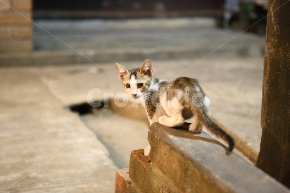 고양이,동물,귀여운고양이,먹이,가족,동물,animal,포유류,mammal,고양이,cat,kitten,kitty