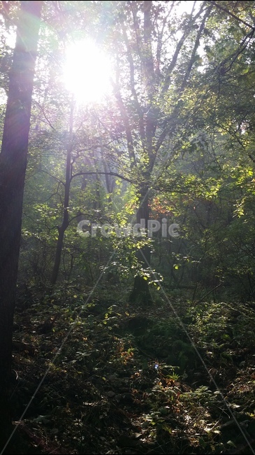 자연,풍경,나무,가을,햇살,자연,풍경,nature,landscape,식물,plants,나무,trees,wood,휴식,힐링,rest,relaxation,healing,light,빛,flare,플레어,sunlight,햇빛