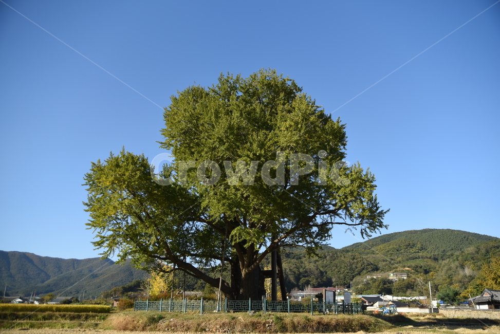 은행나무,구량리,노거수,tree,나무,plant,식물,nature,울산,보호수,식물,자연,plants,nature,나무,trees,wood