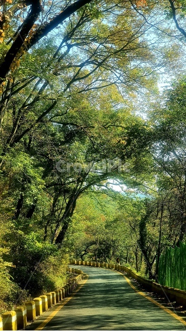 도로,초목,숲,삼림지,나무,자연,자연,풍경,nature,landscape