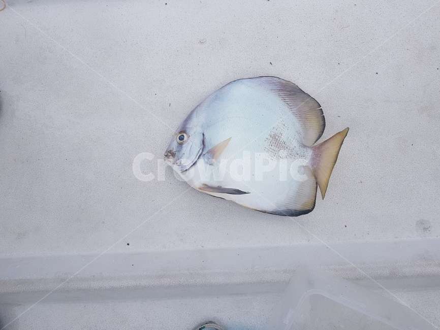 물고기,fish,바다,먹거리,생선,동물,animal,수산물,해산물,fishery products,seafood