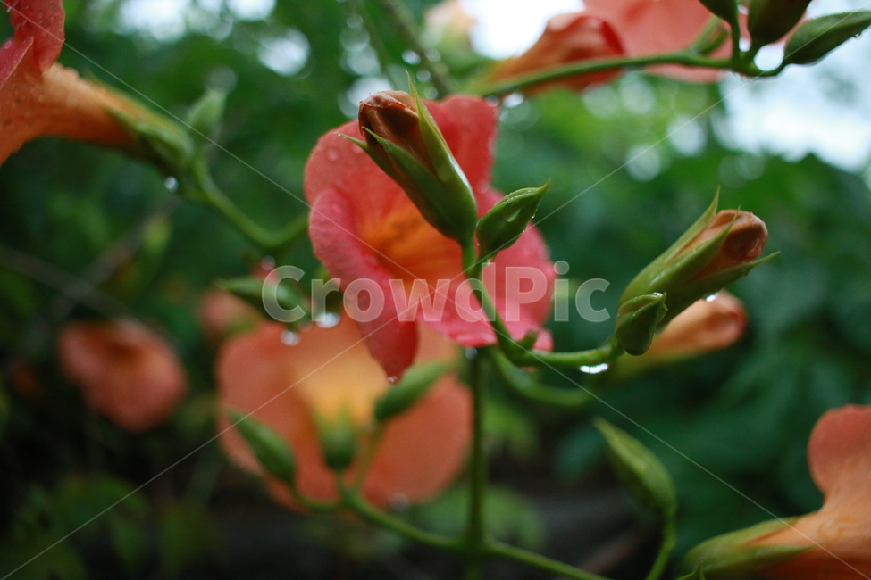 우중출사,장마,능소화,금등화,비방울,식물,자연,plants,nature,꽃,flower,비,비오는날,rain,rainy