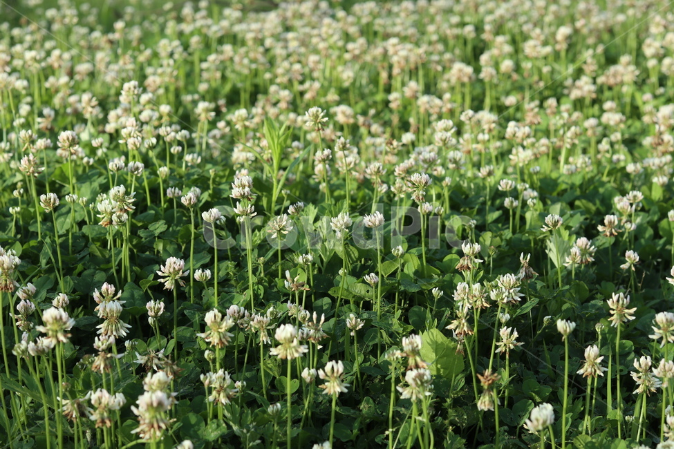 토끼풀,초록,흰색,풍경,봄,햇빛,식물,자연,plants,nature,꽃,flower