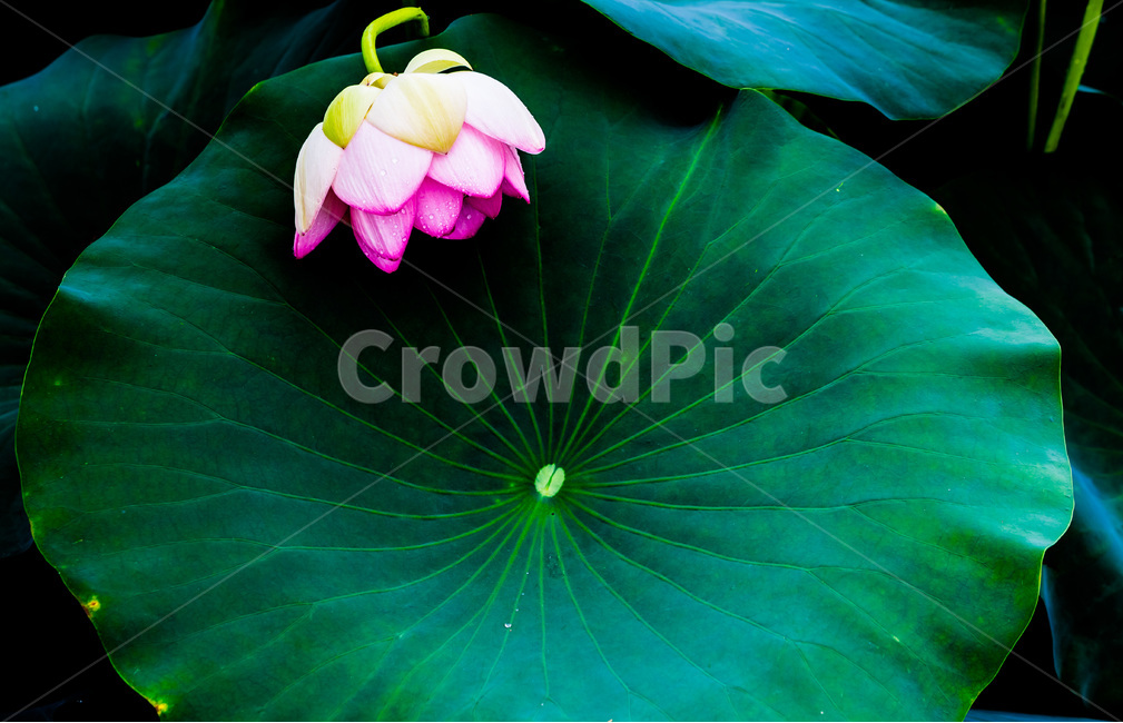 연꽃,연잎,문양,무늬,자연,식물,식물,자연,plants,nature,꽃,flower