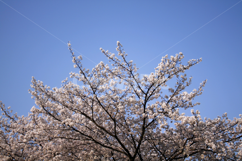 벚꽃,꽃,봄,나무,가지,나뭇가지,봉우리,꽃잎,개화,blossom,식물