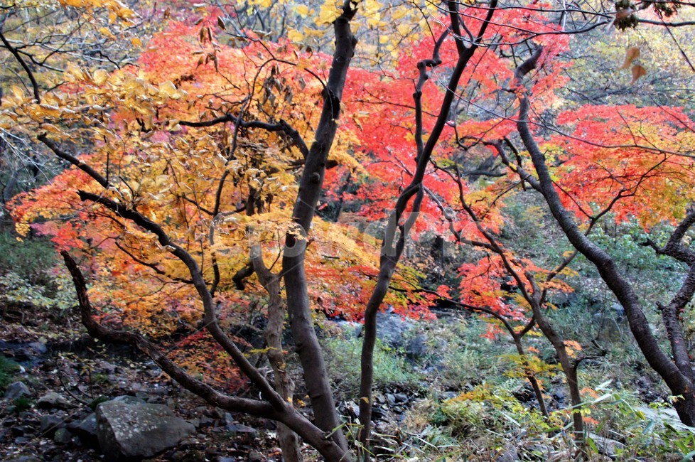 가을,단풍,나무,자연,식물,풍경,자연풍경,감성,autumn,nature,season,계절,emotion,trees,낙엽,가을,계절,fall,autumn,season,tree,plant,maple
