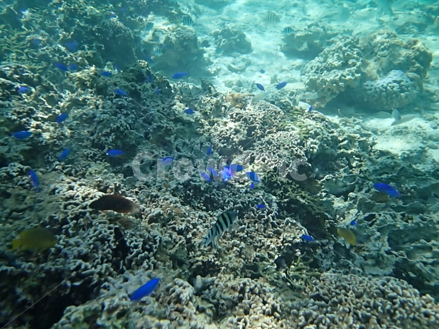 snorkeling,스노쿨링,일본,japan,오키나와,okinawa,물고기,fish,바다,sea