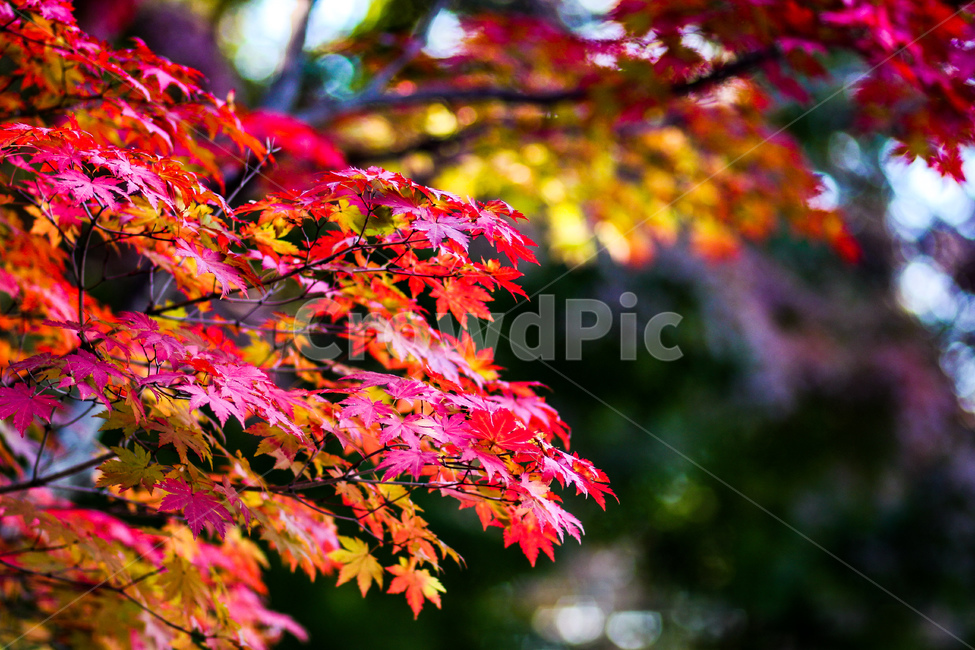 단풍,단풍나무,나뭇잎,잎사귀,가을,가을풍경,낙엽,천고마비,알록달록,autumn,가을축제,단풍축제,단풍놀이