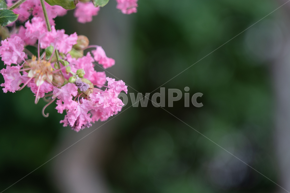 꽃,flower,식물,botanical,nature