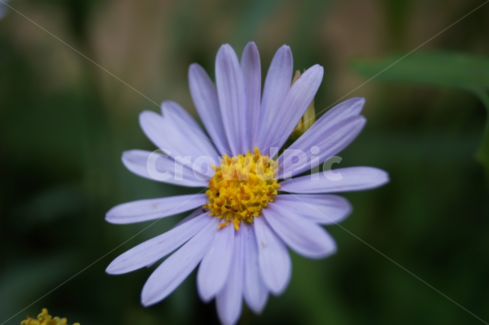 꽃,벌개미취,들꽃,자연,식물,플라워,flower,가을,들판,식물,자연,plants,nature,꽃,flower
