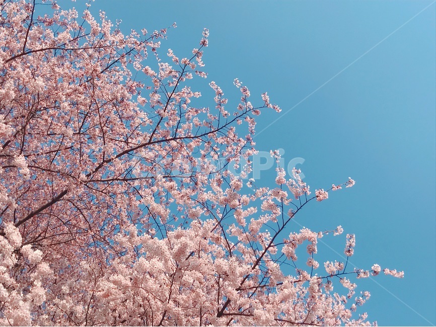 봄,벚꽃,나무,감성,꽃,4월,나들이,소풍