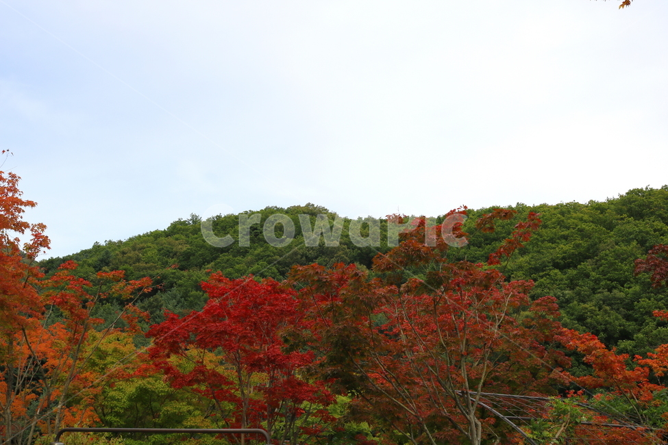 나무,단풍,단풍나무,식물,가을,자연,풍경,단풍잎,하늘,계절,가을,계절,fall,autumn,season,자연,풍경,nature,landscape,식물,plants,나무,trees,wood,leaf,잎,plant,tree