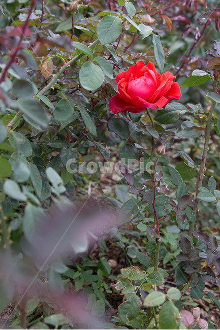 가을,식물,plant,blossom,flower,꽃,rose,장미,식물,자연,plants,nature,꽃,flower
