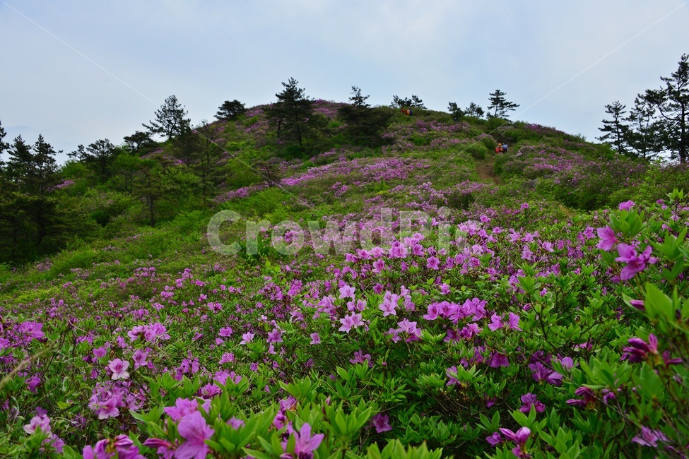 hill,언덕,flower,blossom,꽃,plant,식물,outdoors,옥외,nature,자연,경치,경관,풍경,보성,초암산,초암산봄,조암산철쭉꽃,절쭉꽃,철쭉