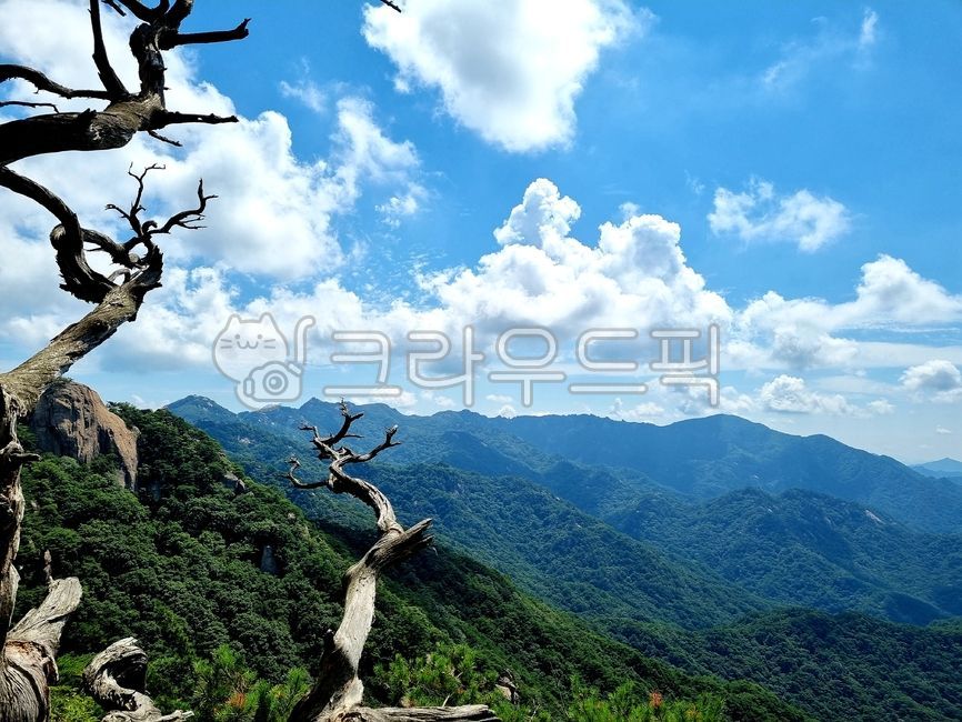 산,산뷰,등산,등산뷰,정상,정상뷰,뭉게구름,고목,주목,고목나무,자연,nature,tree,나무,plant,옥외,outdoors,식물