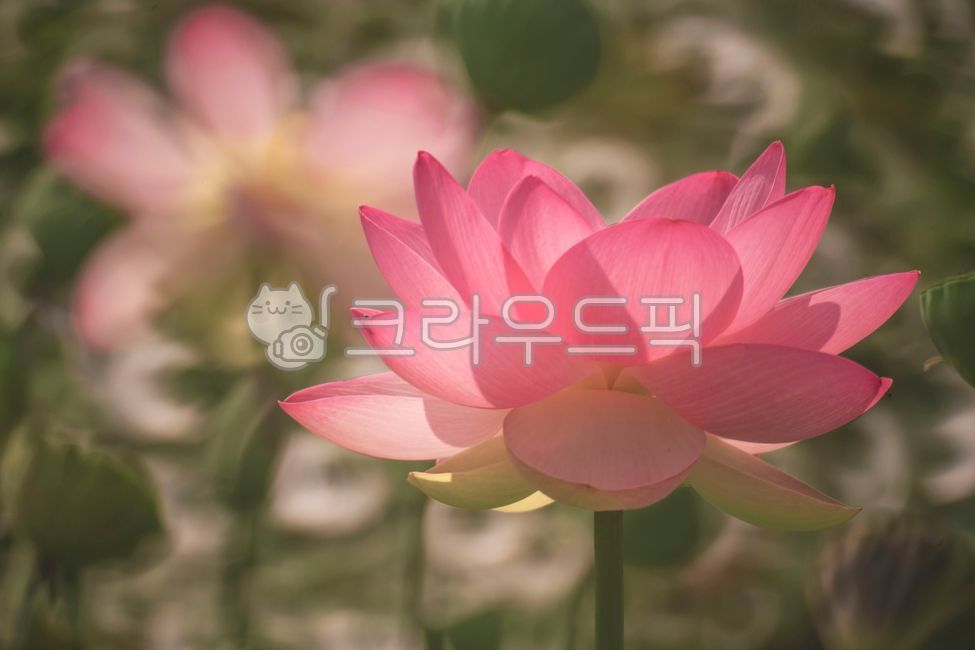 연꽃,lotus,flower,수생식물,연못백합