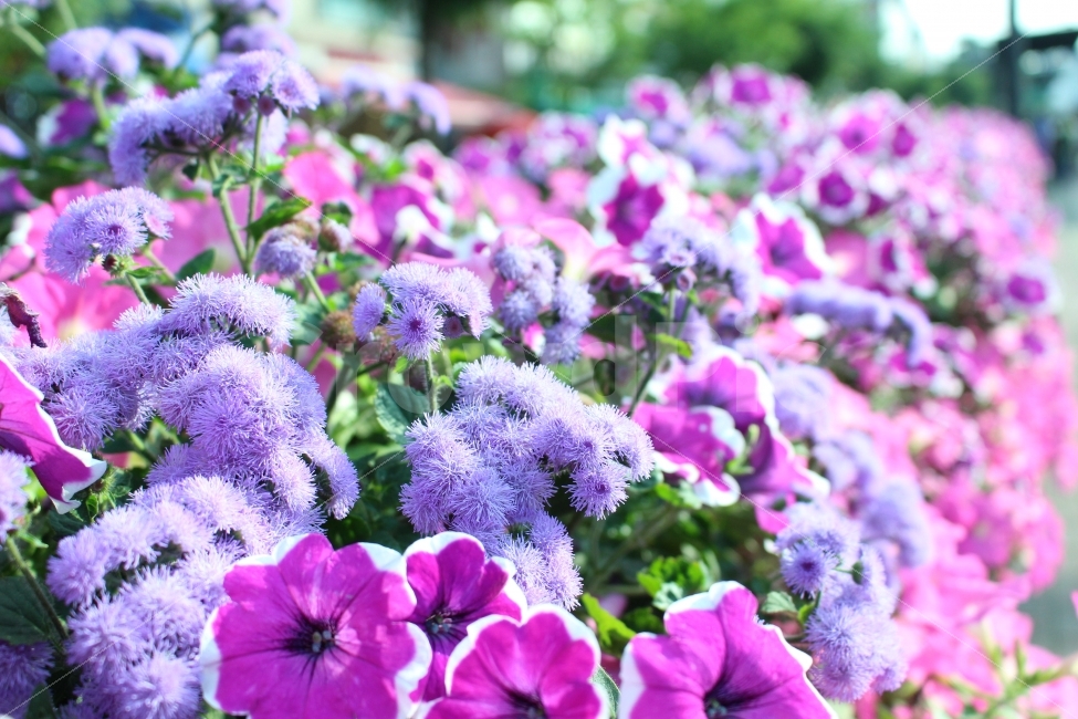 꽃,공원,자연,휴식,힐링,가로수,식물,자연,plants,nature,꽃,flower