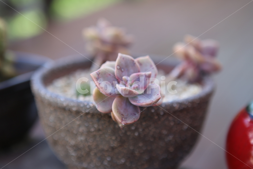 다육식물,선인장,자연,화분,배경,실내용화초,화분,화초,house plant