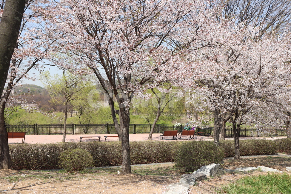 벚꽃나무,벚꽃,꽃,공원,사쿠라,인천대공원,자연,풍경,nature,landscape,plant,식물